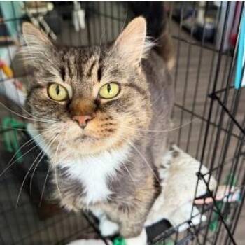 Sadie -  Domestic Long Hair Cat for Adoption in Washington, District Of Columbia - Sadie | PetCurious