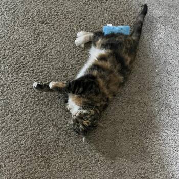 Domestic Short Hair Cats Available for Adoption in Roanoke, Virginia - Clara | PetCurious