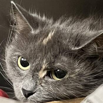 BLUE SHARK -  Domestic Medium Hair Cat for Adoption in St. Louis, Missouri - BLUE SHARK | PetCurious