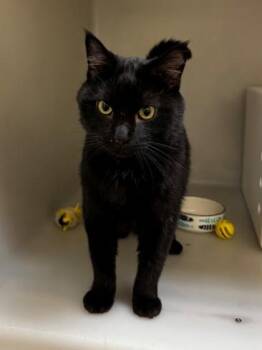 Henry -  Domestic Short Hair Cat for Adoption in Kalispell, Montana - Henry | PetCurious