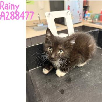Domestic Short Hair Cats Available for Adoption in Macon, Georgia - RAINY | PetCurious