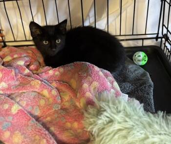 Rescue Domestic Short Hair Cats for Adoption in Beaverton, Oregon - Shadow | PetCurious