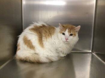 Domestic Short Hair Cats Available for Adoption - WINNIE | PetCurious