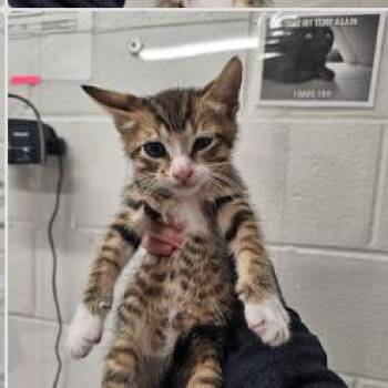 Ding Dong -  Domestic Short Hair Cat Available for Adoption in Bel Air, Maryland - Ding Dong | PetCurious