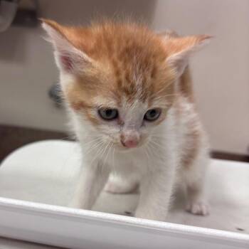 Domestic Short Hair Cats Available for Adoption in Goleta, California - Ruby | PetCurious