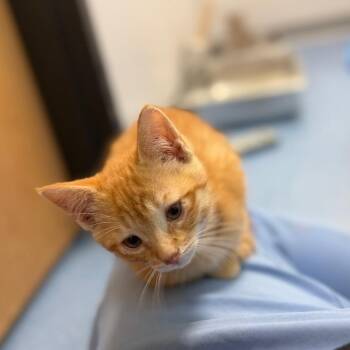 Domestic Short Hair Cats Available for Adoption in Watertown, New York - Bart Roberts | PetCurious