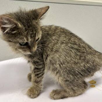 Astor -  Domestic Short Hair Cat for Adoption in Tampa, Florida - Astor | PetCurious