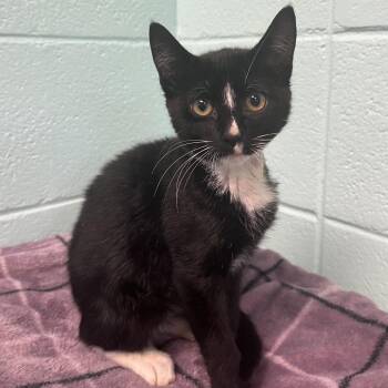 Chekov -  Domestic Short Hair Cat for Adoption in Spruce Pine, North Carolina - Chekov | PetCurious