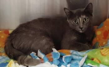 Noodle -  Domestic Short Hair Cat for Adoption in Republic, Missouri - Noodle | PetCurious