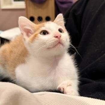 Jenni -  Domestic Short Hair Cat for Adoption in Philadelphia, Pennsylvania - Jenni | PetCurious