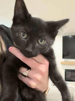 Domestic Short Hair Cats Available for Adoption in Chicago, Illinois - Ember | PetCurious