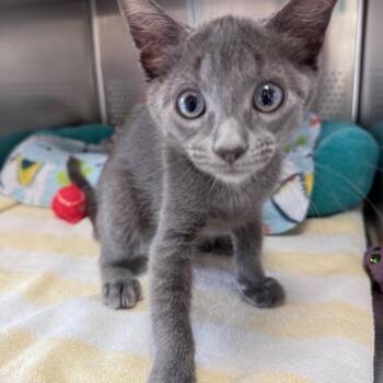 Graylark -  Domestic Short Hair Cat for Adoption in Sarasota, Florida - Graylark | PetCurious