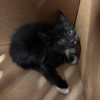 Ringo -  Domestic Short Hair Cat for Adoption in Tampa, Florida - Ringo | PetCurious