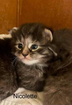 Nicolette -  Domestic Short Hair Cat for Adoption in Dorr, Michigan - Nicolette | PetCurious