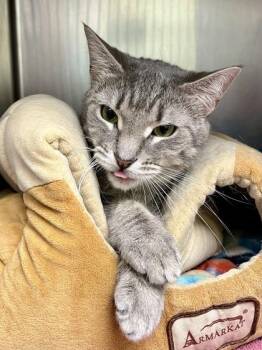 Kane Vanilla Frosting -  Domestic Short Hair Cat for Adoption in Annapolis, Maryland - Kane Vanilla Frosting | PetCurious