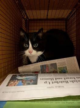 Domestic Short Hair Cats Available for Adoption - Tux | PetCurious