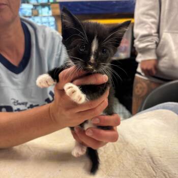 Nox -  Domestic Short Hair Cat for Adoption in Hinesville, Georgia - Nox | PetCurious