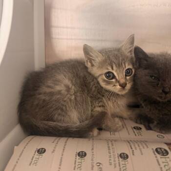 Jerry -  Domestic Short Hair Cat for Adoption in Chattanooga, Tennessee - Jerry | PetCurious