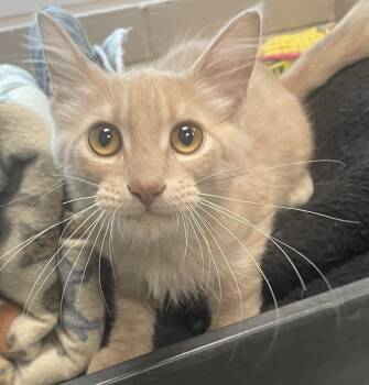Lars -  Domestic Medium Hair Cat for Adoption in Seabrook, Texas - Lars | PetCurious