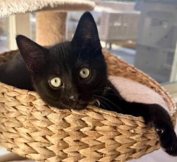 Davis -  Domestic Short Hair Cat Available for Adoption in Arthur, Ontario - Davis | PetCurious