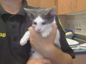 Domestic Short Hair Cats Available for Adoption in Sacramento, California - BINGO | PetCurious