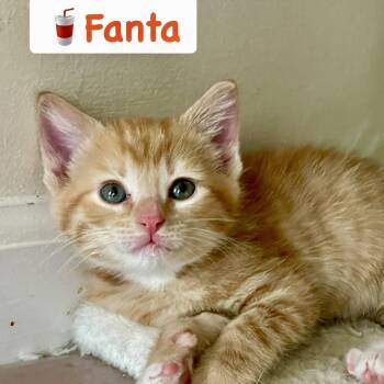 Domestic Short Hair Cats Available for Adoption in Reston, Virginia - Fanta | PetCurious