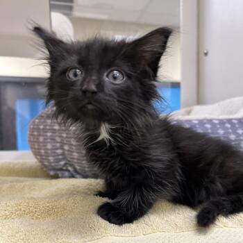 Griddle -  Domestic Short Hair Cat for Adoption in Cheyenne, Wyoming - Griddle | PetCurious