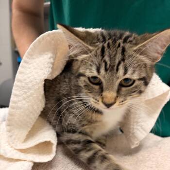 Princess Fiona -  Domestic Short Hair Cat for Adoption in Walker, Michigan - Princess Fiona | PetCurious