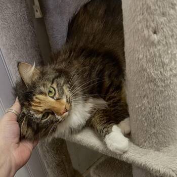 Domestic Short Hair Cats Available for Adoption - Callie | PetCurious