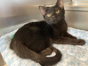 Domestic Short Hair Cats Available for Adoption - Valentino | PetCurious