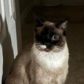 Koko FKA Winnie the Pooh -  Domestic Short Hair and Mixed Breed Cat for Adoption in Leander, Texas - Koko FKA Winnie The Pooh | PetCurious