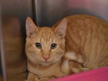 Teletubby -  Domestic Short Hair Cat for Adoption in Portland, Oregon - Teletubby | PetCurious