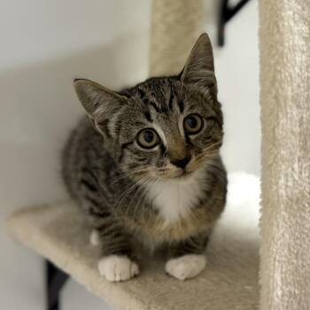 Sparrow -  Domestic Short Hair Cat for Adoption in Nowata, Oklahoma - Sparrow | PetCurious