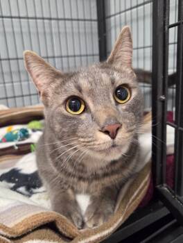 Rescue Domestic Short Hair Cats for Adoption in Muskegon, Michigan - Ollie | PetCurious