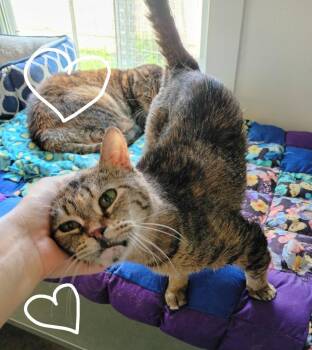 Princess -  Domestic Short Hair Cat for Adoption in Saint James, Minnesota - Princess | PetCurious