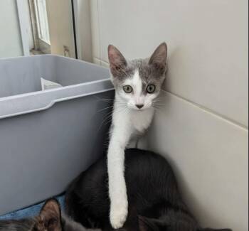 Daisy -  Domestic Short Hair Cat for Adoption in San Diego, California - Daisy | PetCurious