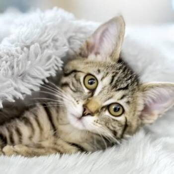 Rhubarb -  Domestic Short Hair Cat for Adoption in Camano, Washington - Rhubarb | PetCurious