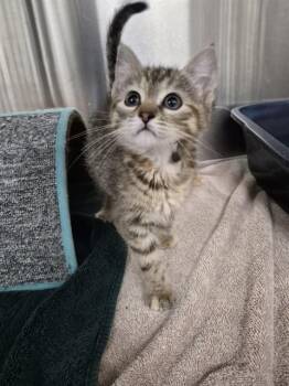 MARIE -  Domestic Medium Hair Cat for Adoption - MARIE | PetCurious