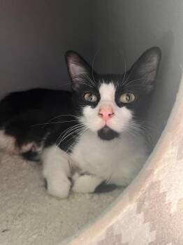 Domestic Long Hair Cats Available for Adoption in San Antonio, Texas - Janice | PetCurious