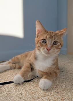 Bane -  American Shorthair Cat for Adoption in Waupun, Wisconsin - Bane | PetCurious