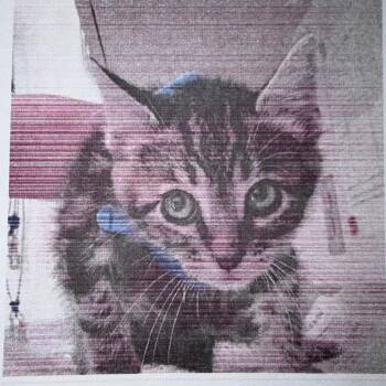 Luke -  Domestic Short Hair Cat for Adoption in San Antonio, Texas - Luke | PetCurious