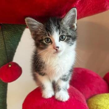 Maggie -  Domestic Short Hair Cat for Adoption in Wheaton, Illinois - Maggie | PetCurious