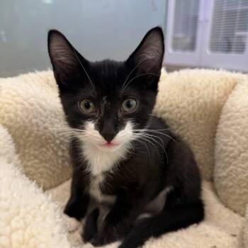 Fork -  Domestic Short Hair Cat for Adoption in Westhampton, New York - Fork | PetCurious
