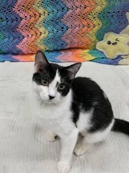 Piglet -  Domestic Short Hair Cat for Adoption in Pueblo, Colorado - Piglet | PetCurious