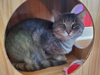 Tyson -  Domestic Short Hair Cat Available for Adoption in Kalamazoo, Michigan - Tyson | PetCurious