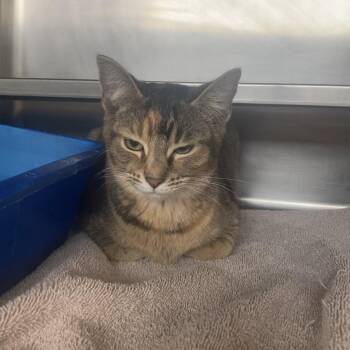 Allie -  Domestic Short Hair Cat for Adoption in Bristol, Indiana - Allie | PetCurious