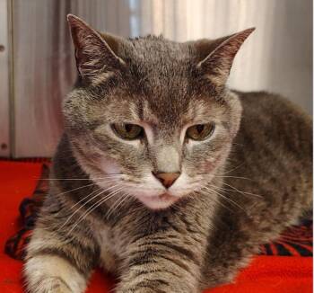 Roe -  Domestic Short Hair Cat for Adoption in Indiana, Pennsylvania - Roe | PetCurious