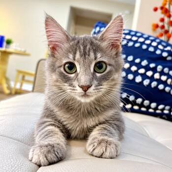 Ariel Mermaid Tail -  Tabby and Domestic Short Hair Cat for Adoption in Friendswood, Texas - Ariel Mermaid Tail | PetCurious