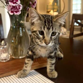Luka -  Domestic Short Hair Cat for Adoption in Los Angeles, California - Luka | PetCurious