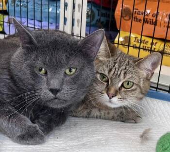 Milo & Sky -  Russian Blue Cat for Adoption in Closter, New Jersey - Milo & Sky | PetCurious